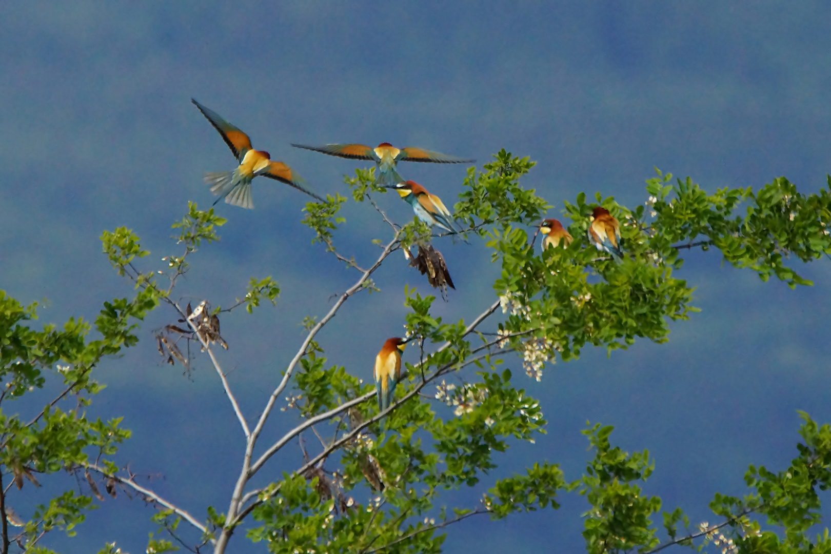 Bienenfresser - Merops apiaster