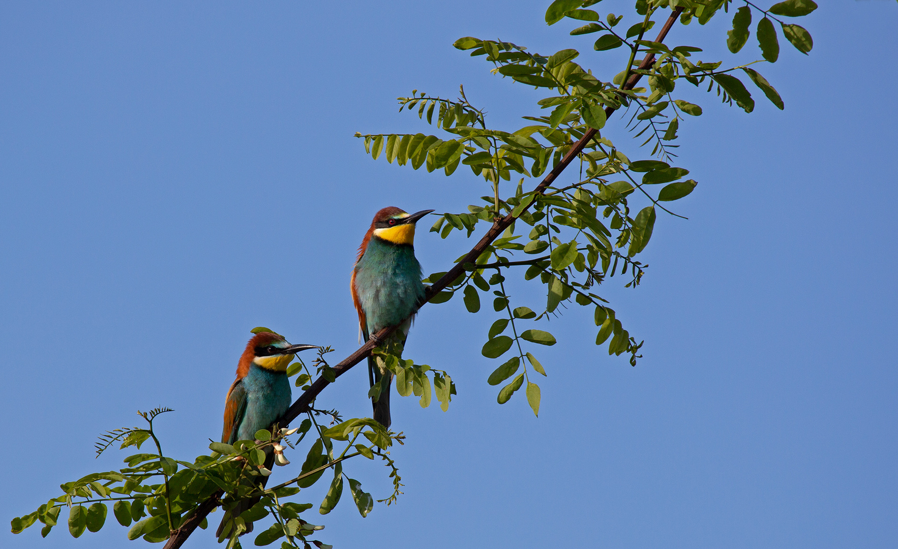 Bienenfresser (Merops apiaster) 