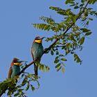 Bienenfresser (Merops apiaster) 