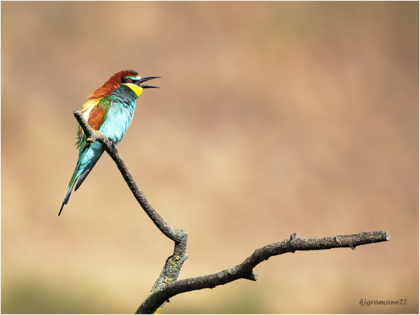 bienenfresser (merops apiaster) ...