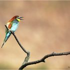 bienenfresser (merops apiaster) ...