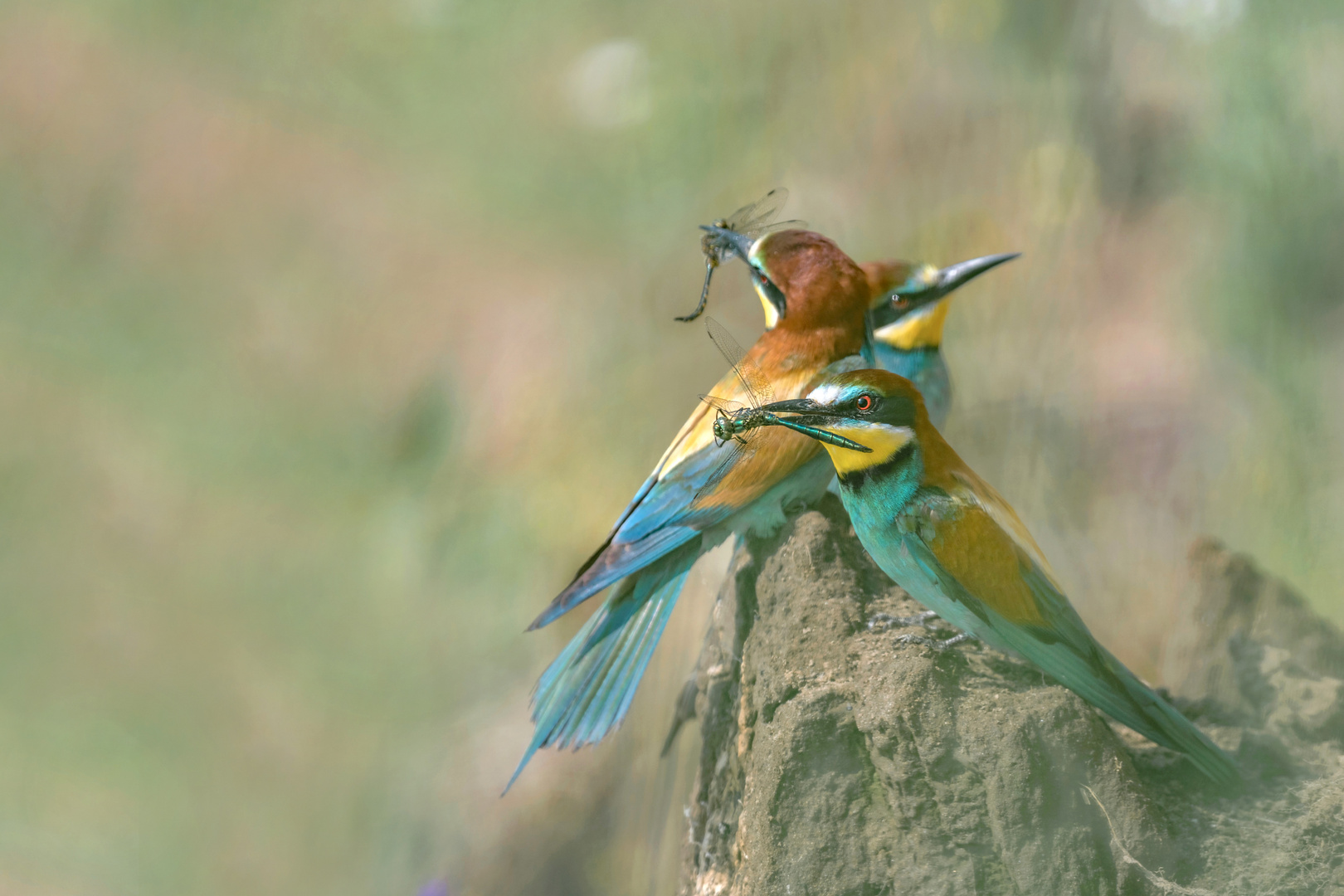 Bienenfresser (Merops apiaster)