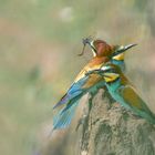 Bienenfresser (Merops apiaster)