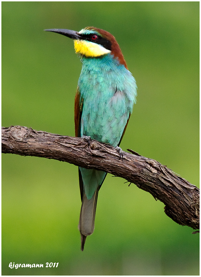 Bienenfresser (Merops apiaster).....