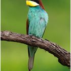 Bienenfresser (Merops apiaster).....