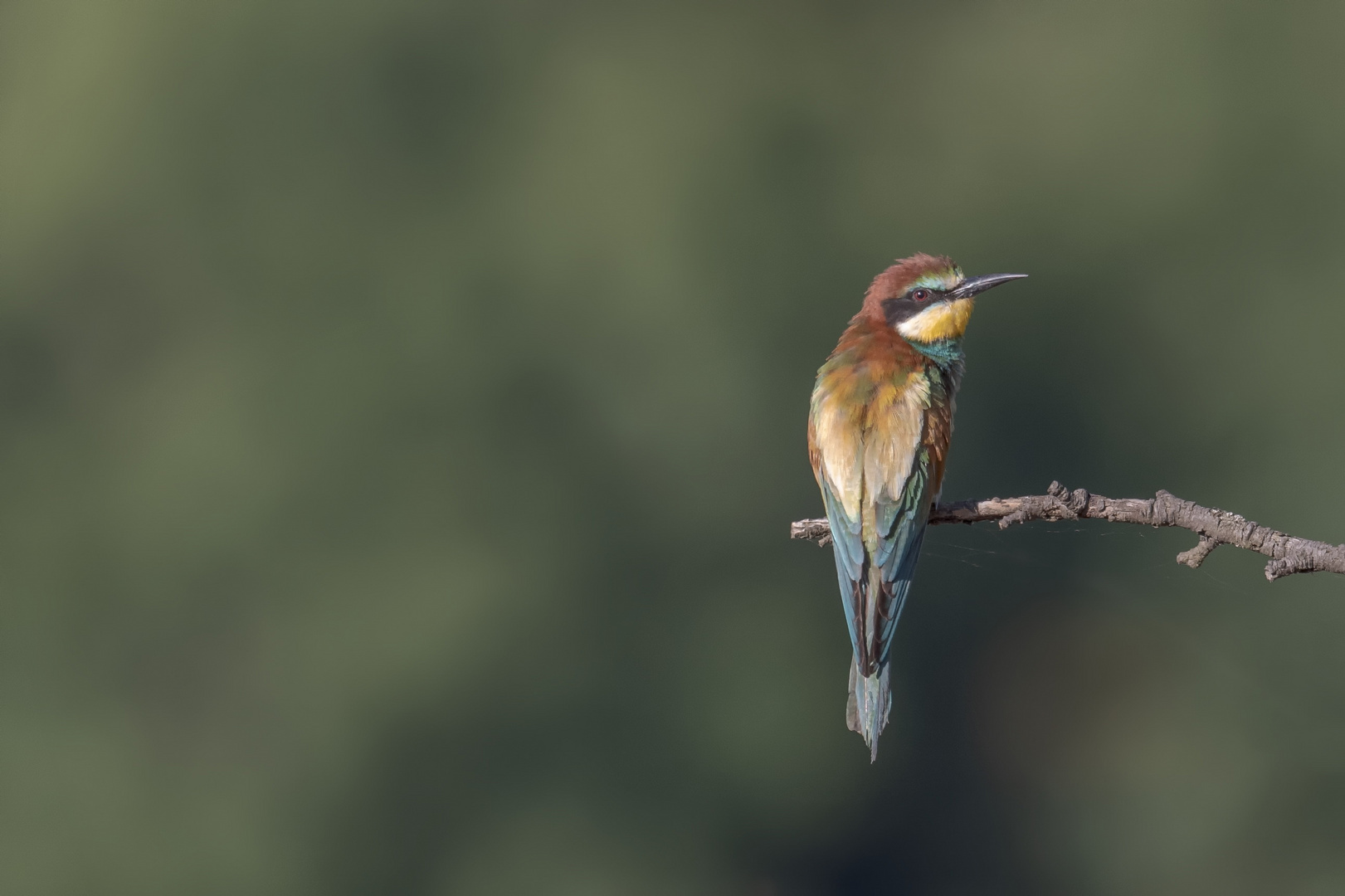   Bienenfresser (Merops apiaster)