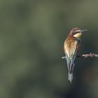   Bienenfresser (Merops apiaster)