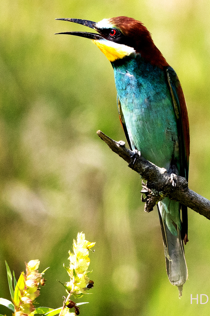 Bienenfresser (Merops apiaster)