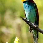 Bienenfresser (Merops apiaster)