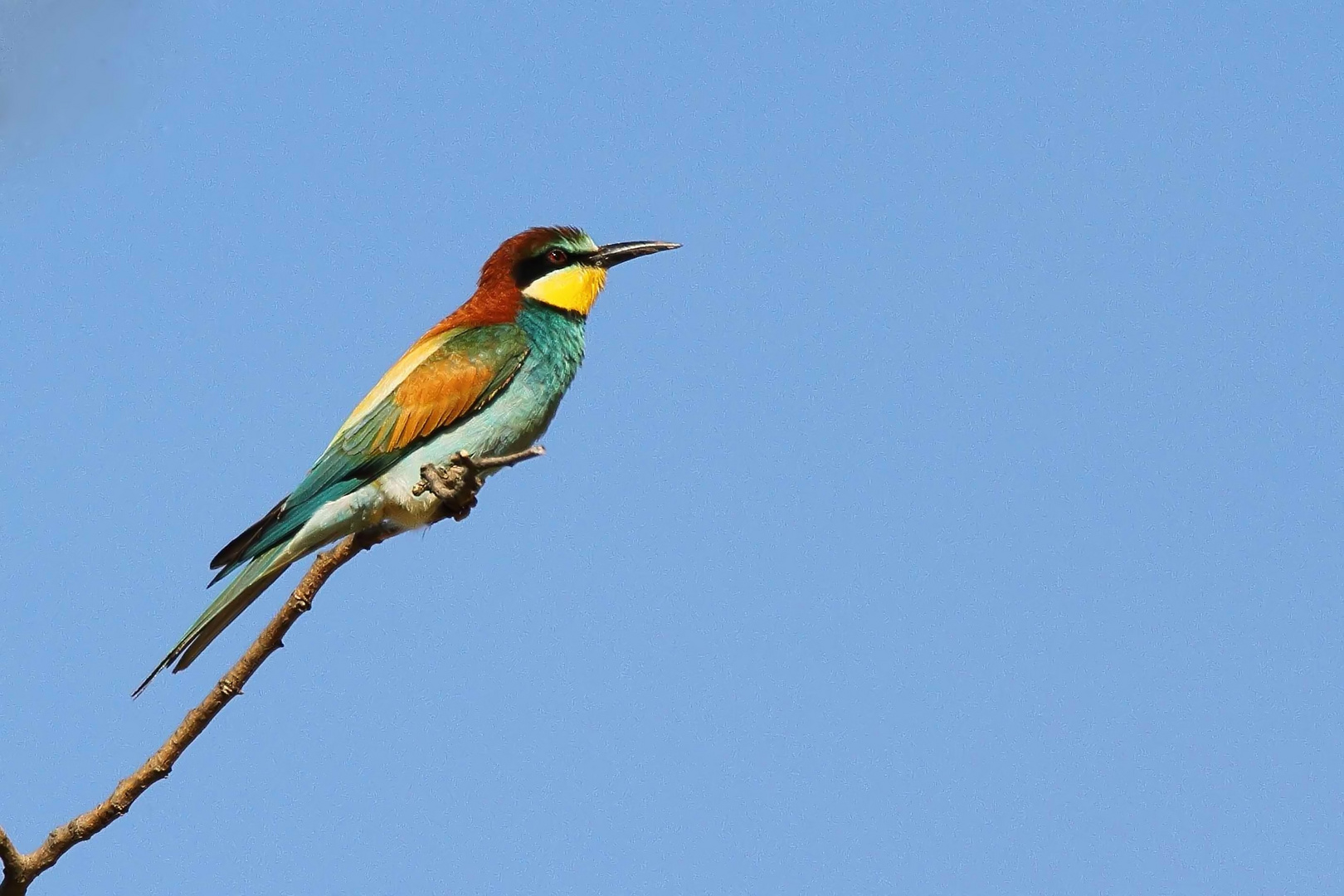 Bienenfresser (Merops apiaster)