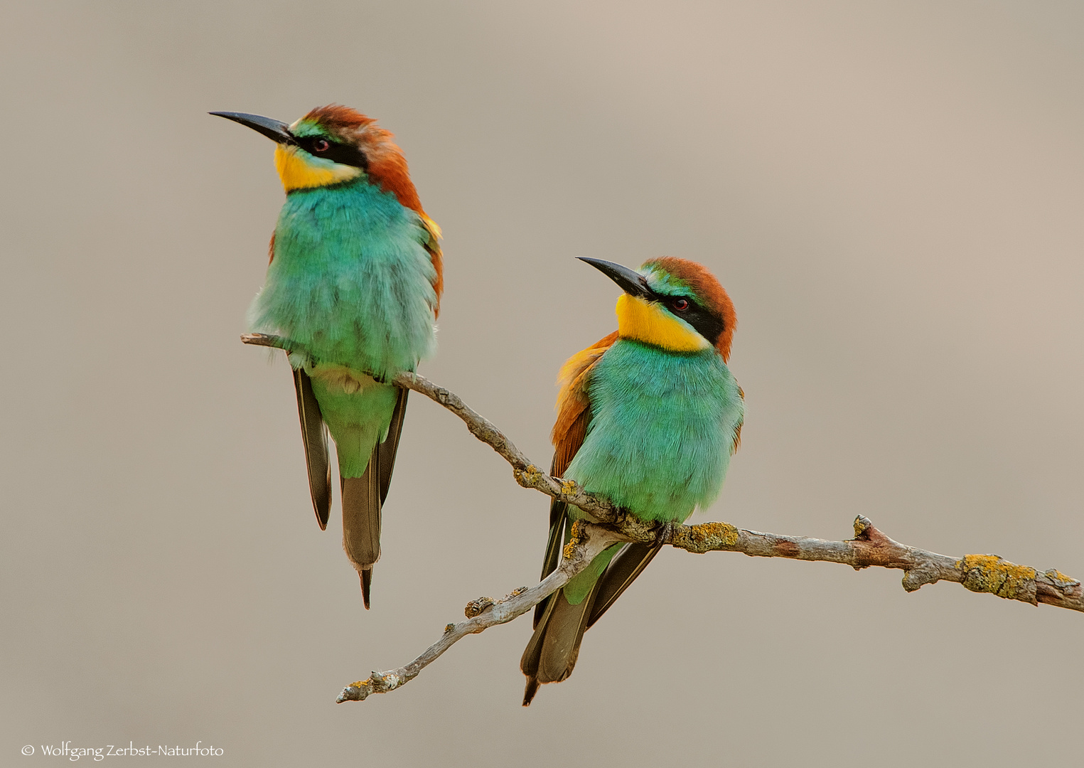  -BIENENFRESSER - ( Merops apiaster )