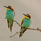  -BIENENFRESSER - ( Merops apiaster )