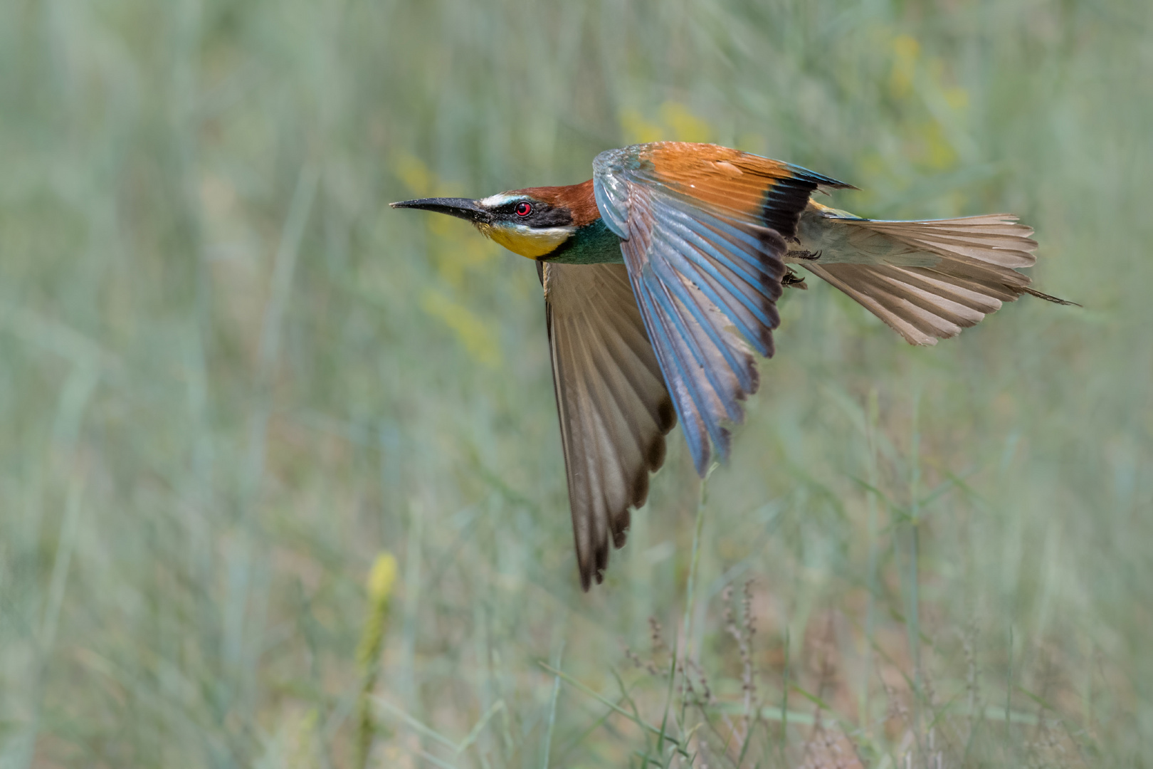 Bienenfresser (Merops apiaster)