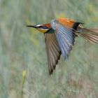 Bienenfresser (Merops apiaster)