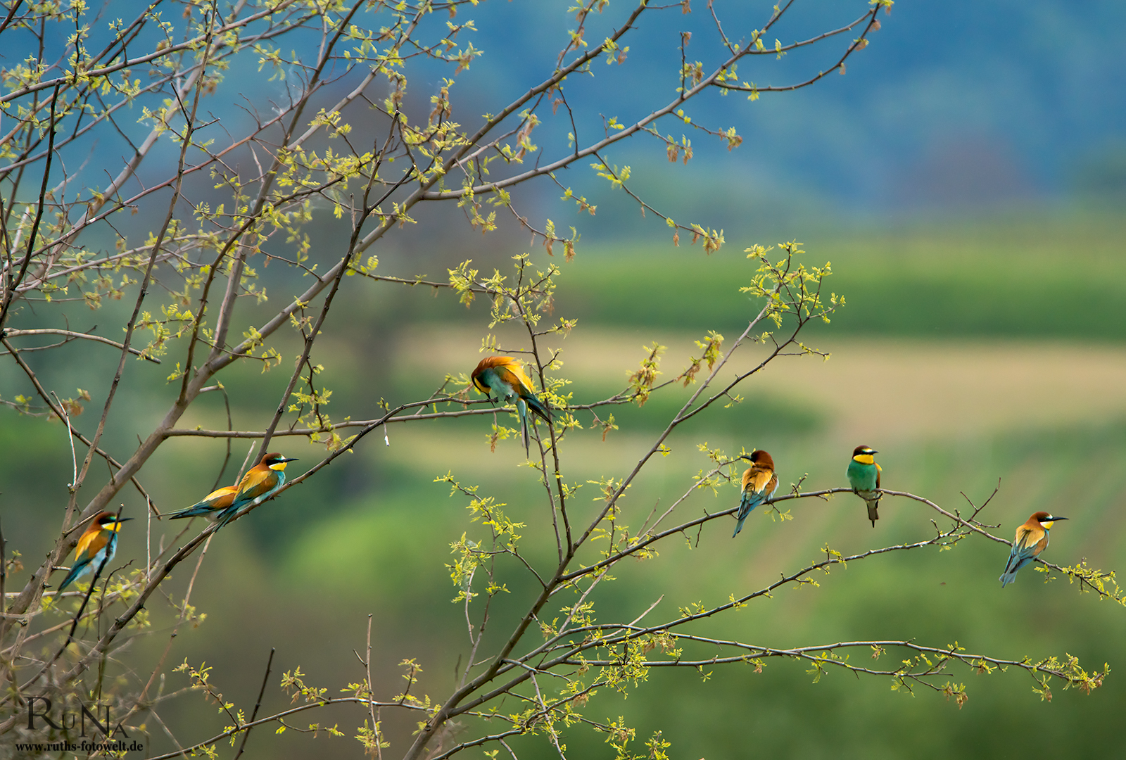 Bienenfresser - Merops apiaster 2017/5