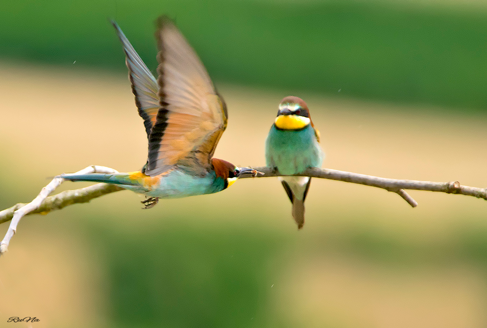 Bienenfresser - Merops apiaster 2017/7