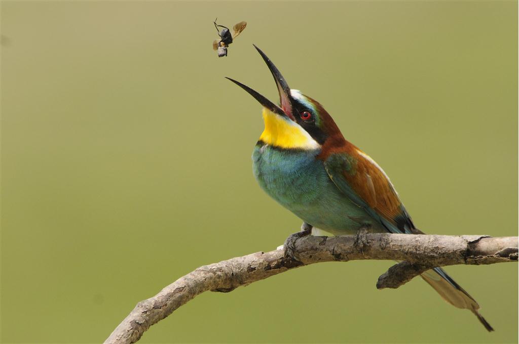 Bienenfresser (Merops apiaster)