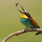 Bienenfresser (Merops apiaster)