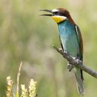 Bienenfresser (Merops apiaster)