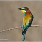 --- Bienenfresser ---- ( merops apiaster )