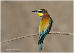 --- Bienenfresser ---- ( merops apiaster )