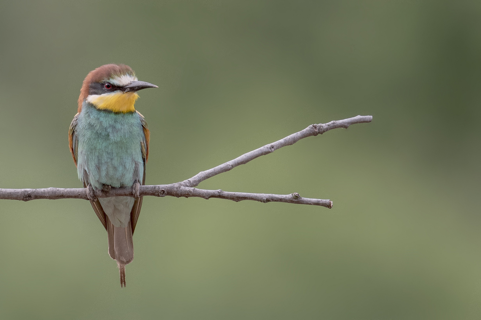 Bienenfresser (Merops apiaster)