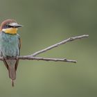 Bienenfresser (Merops apiaster)