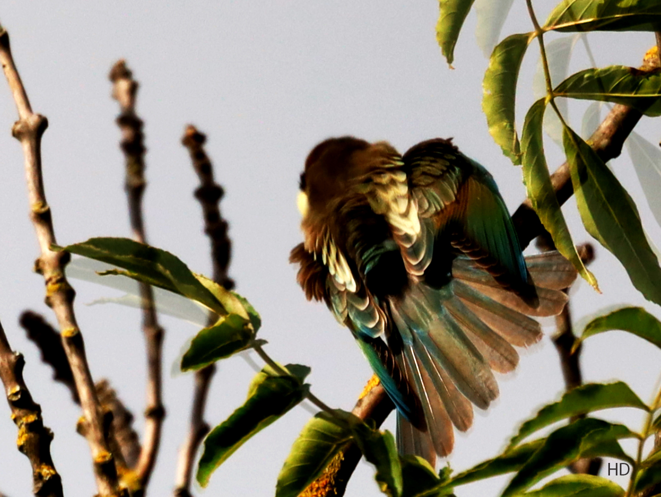 Bienenfresser (Merops apiaster)