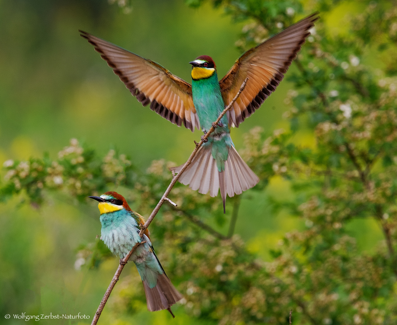   - BIENENFRESSER - ( Merops apiaster )