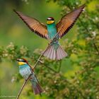  - BIENENFRESSER - ( Merops apiaster )