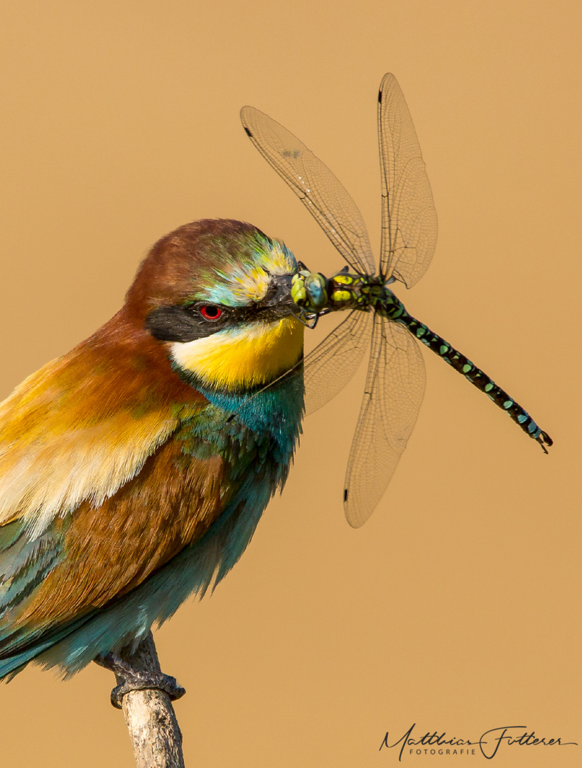 Bienenfresser (Merops apiaster)