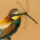 Bienenfresser (Merops apiaster)