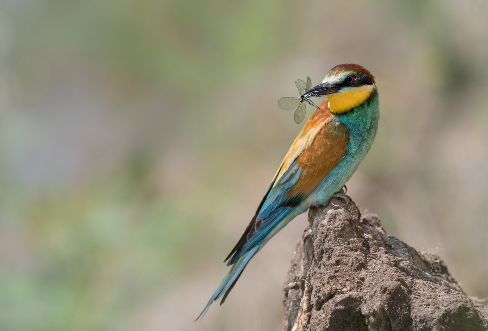 Bienenfresser (Merops apiaster)