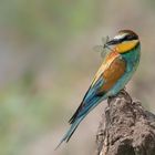 Bienenfresser (Merops apiaster)