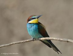 --- Bienenfresser --    ( Merops apiaster )