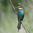 Bienenfresser (Merops apiaster)