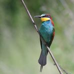 Bienenfresser (Merops apiaster)