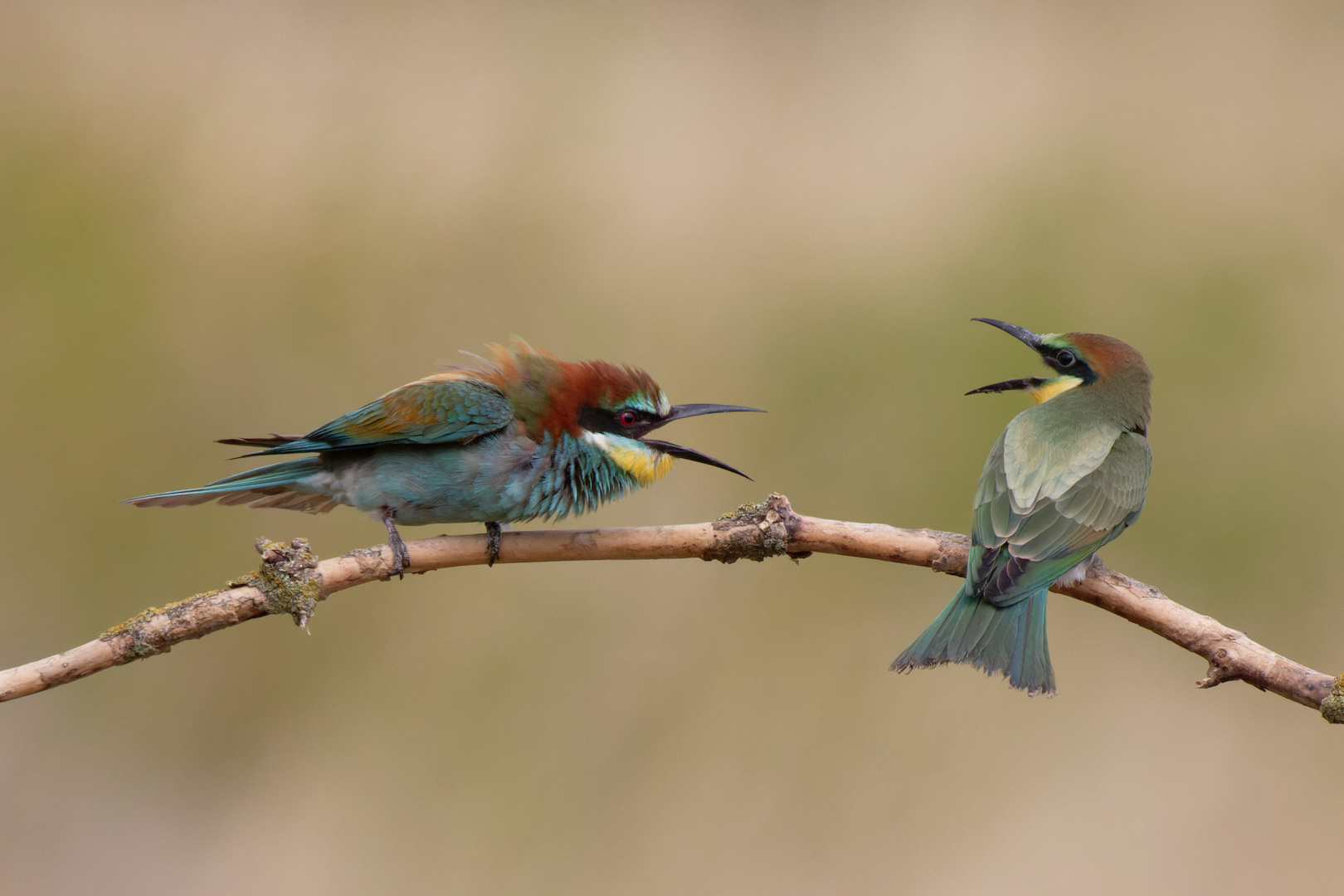 Bienenfresser (Merops apiaster) 