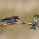 Bienenfresser (Merops apiaster) 