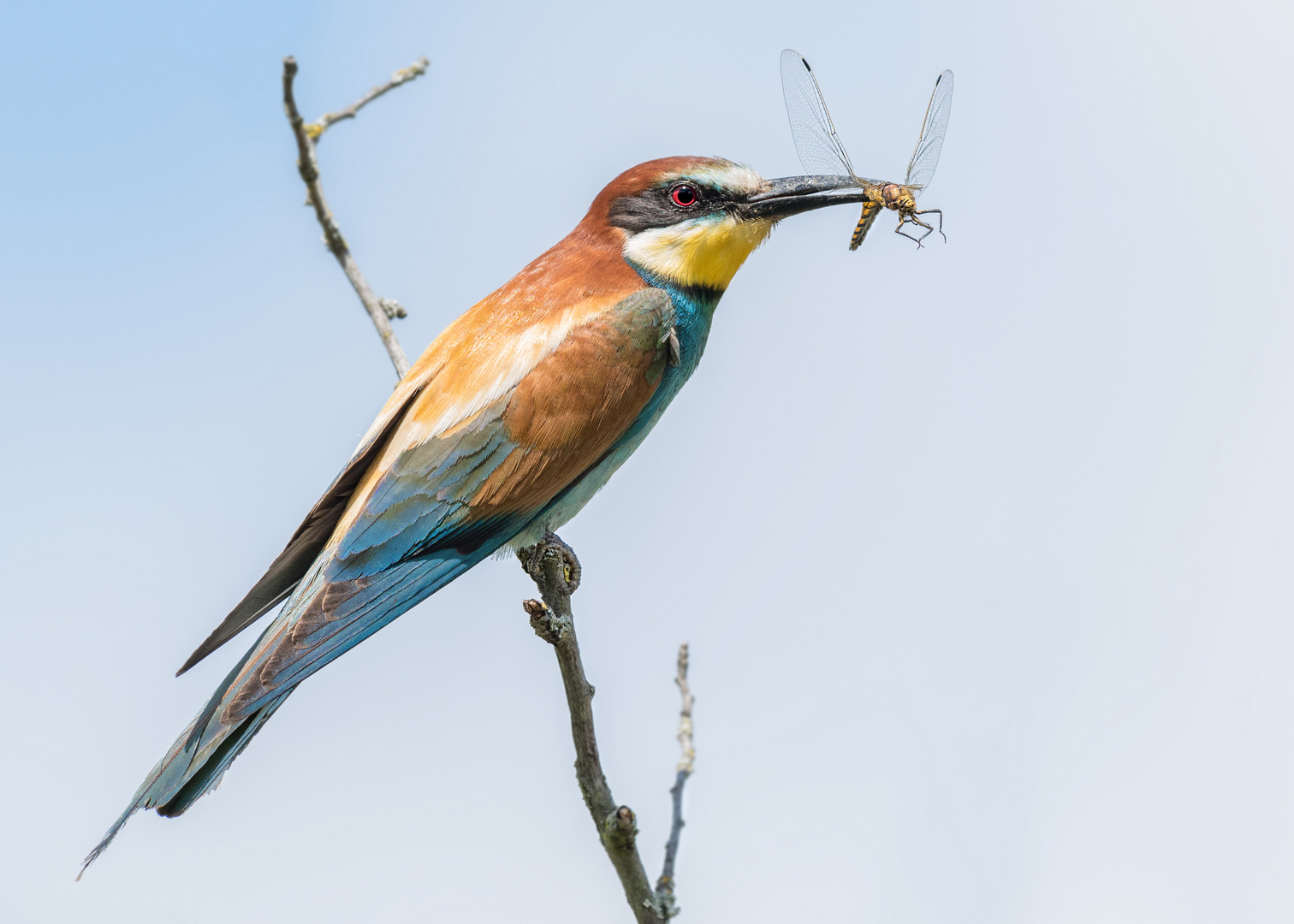 Bienenfresser (Merops apiaster)