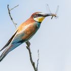 Bienenfresser (Merops apiaster)