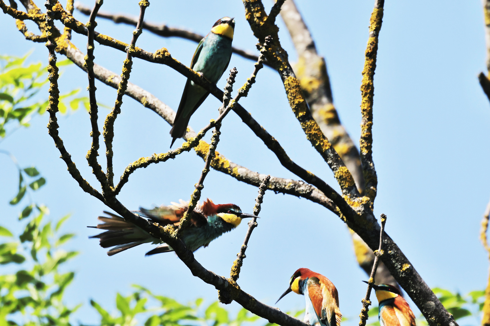 Bienenfresser (Merops apiaster)