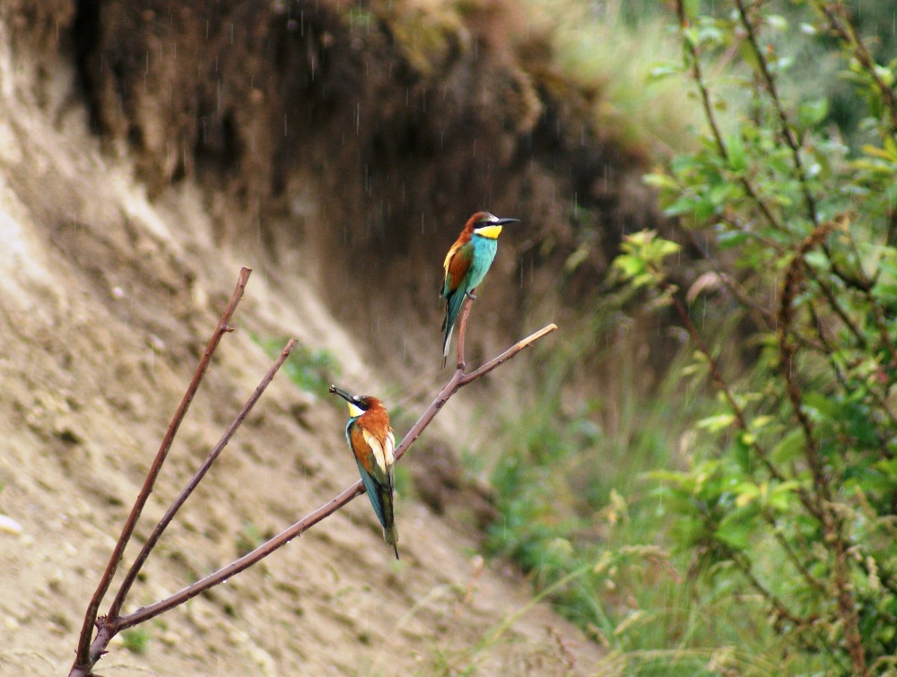 Bienenfresser ( Merops apiaster )