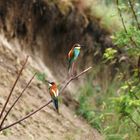 Bienenfresser ( Merops apiaster )