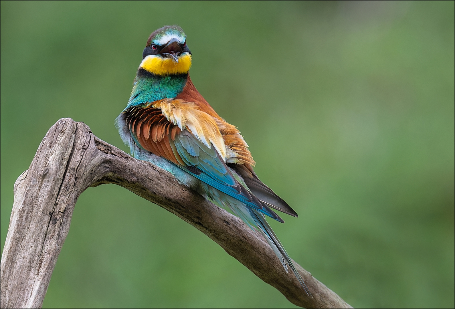 Bienenfresser (Merops apiaster)