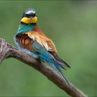 Bienenfresser (Merops apiaster)