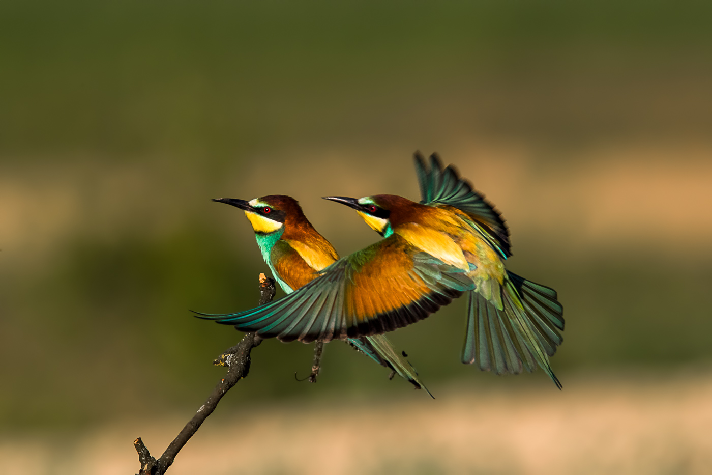 Bienenfresser-Merops Apiaster