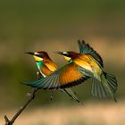 Bienenfresser-Merops Apiaster