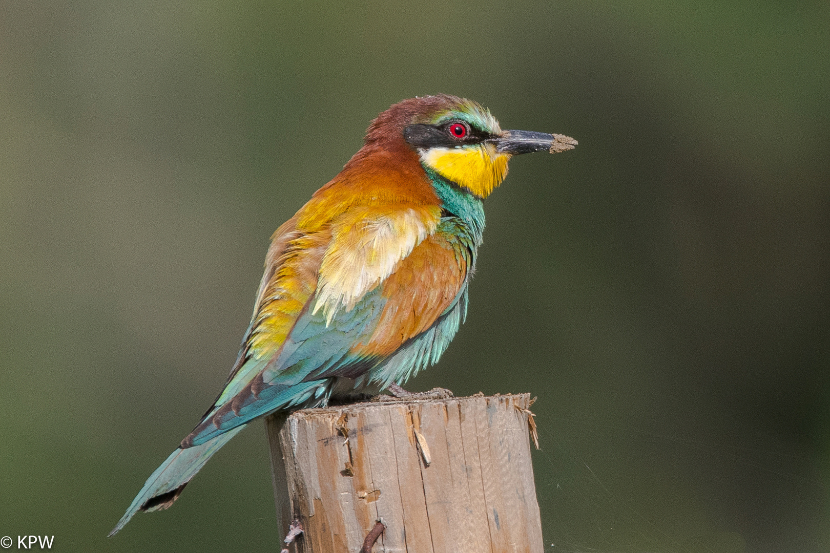 Bienenfresser (Merops apiaster)