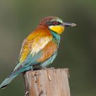 Bienenfresser (Merops apiaster)